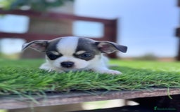 Chihuahua perros en venta: CHIHUAHUA MACHO - Imagen 9