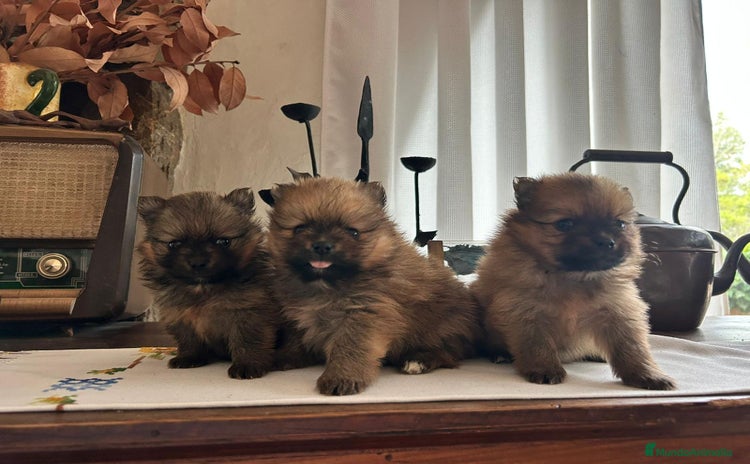 Pomerania perros - Propaganda 2