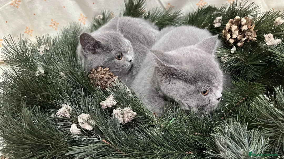 Británico de Pelo Corto gatos en venta: British Shorthair - camada disponible (4 meses) - Anuncio 5