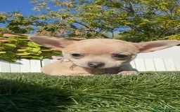 Chihuahua perros en venta: CHIHUAHUA HEMBRA - Anuncio 21