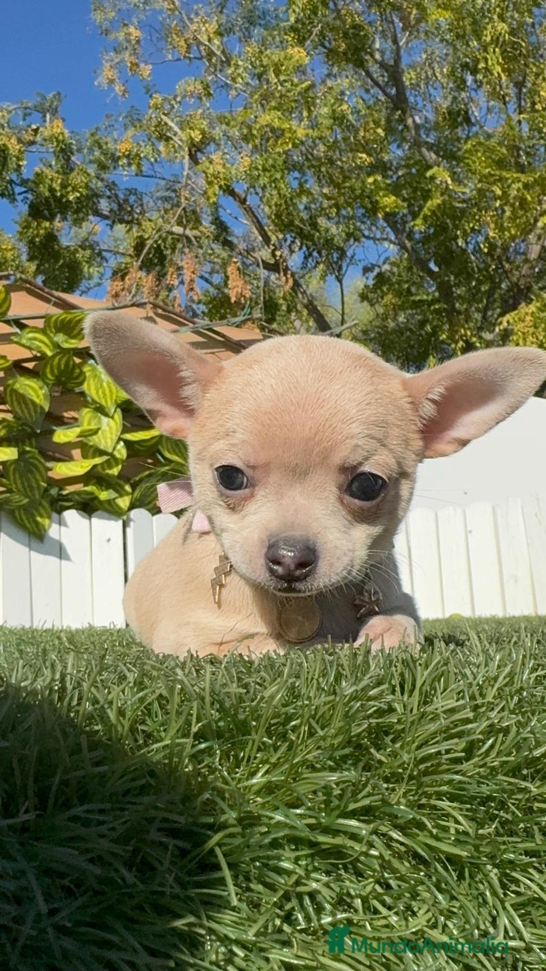 Chihuahua perros en venta: CHIHUAHUA HEMBRA - Anuncio 21
