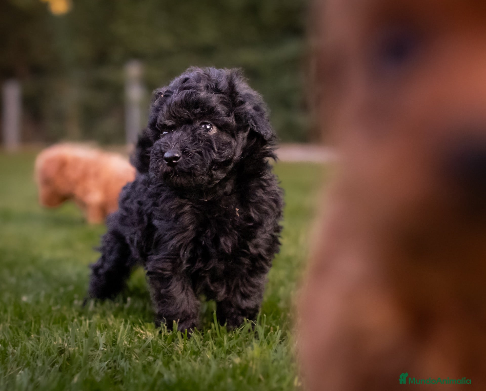 Caniche Toy perros Caniches Toy color negro  - Anuncio 1