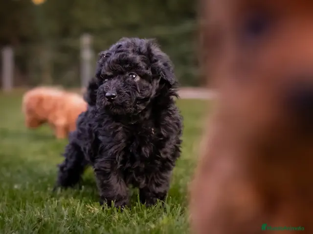 Caniche Toy perros en venta: Caniches Toy color negro - Anuncio 1