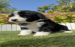 Perro de Agua Español perros en venta: PERRO DE AGUA RABON - Imagen 2