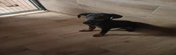Dobermann perros en venta: Dobermann - Anuncio 3