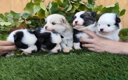 Raza Mixta perros en venta: Mini bordercollie ( borderpom) - Imagen 7