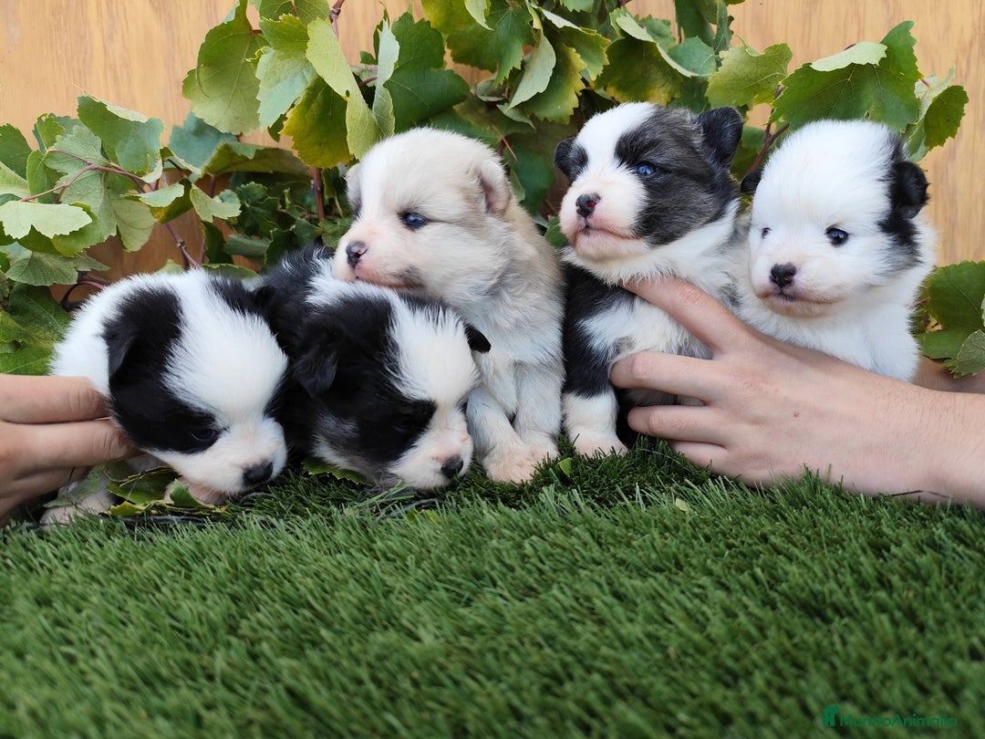 Raza Mixta perros en venta: Mini bordercollie ( borderpom) - Imagen 7
