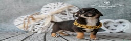 Chihuahua perros en venta: CHIHUAHUA TRICOLOR CABEZA DE MANZANA en Cantabria - Anuncio 3