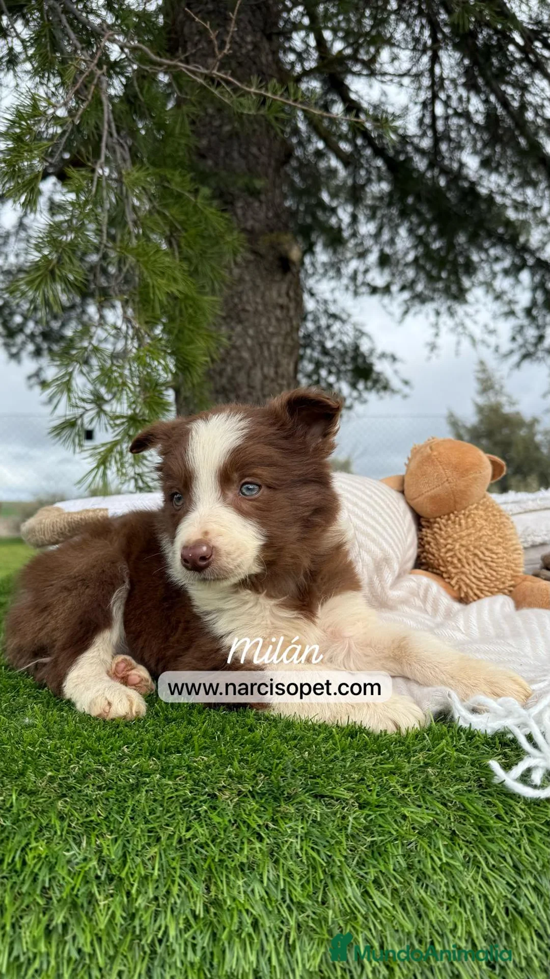 Border Collie perros en venta: BORDER COLLIE CHOCOLATE BEBE en Asturias - Anuncio 2