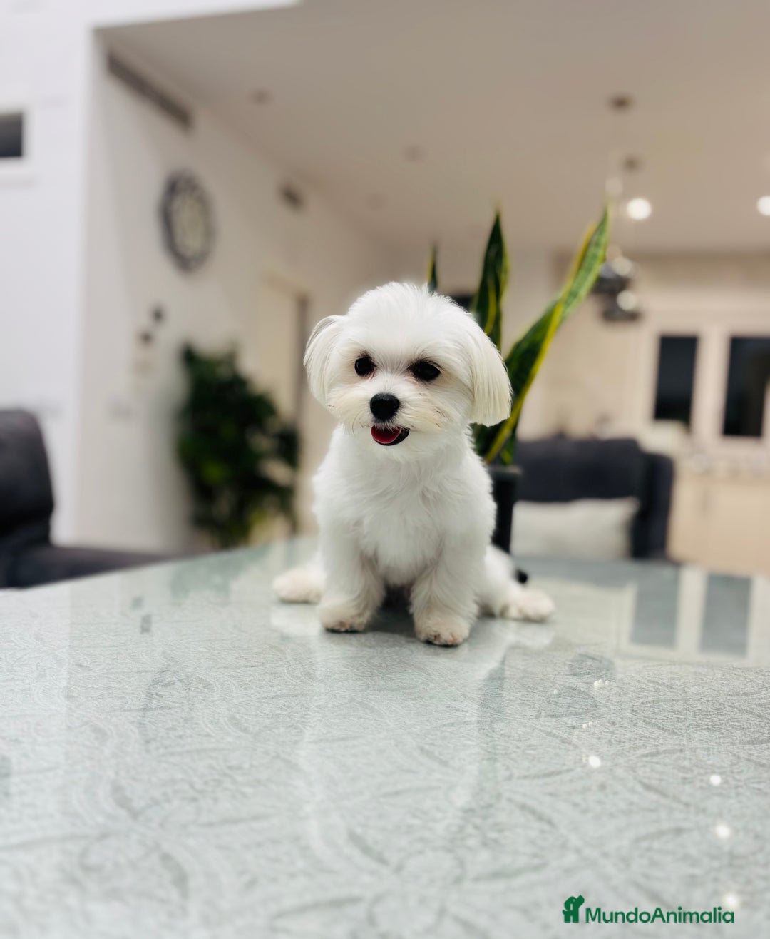 Bichón Maltés perros en venta: Cachorrito de bichon maltés de calidad - Imagen 2