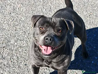 Staffordshire Bull Terrier perros Staffordshire Bull Terrier - Anuncio 1