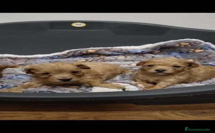 Maltipoo perros - Anuncio 1