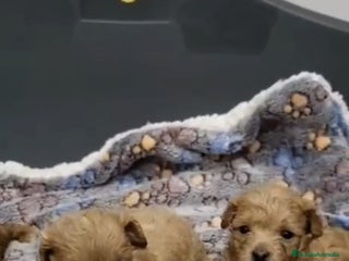 Maltipoo perros - Anuncio 2