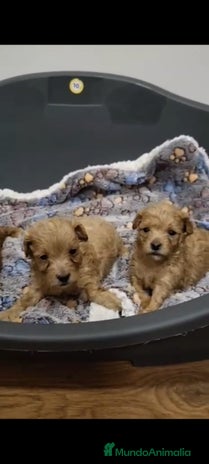 Maltipoo perros - Anuncio 1