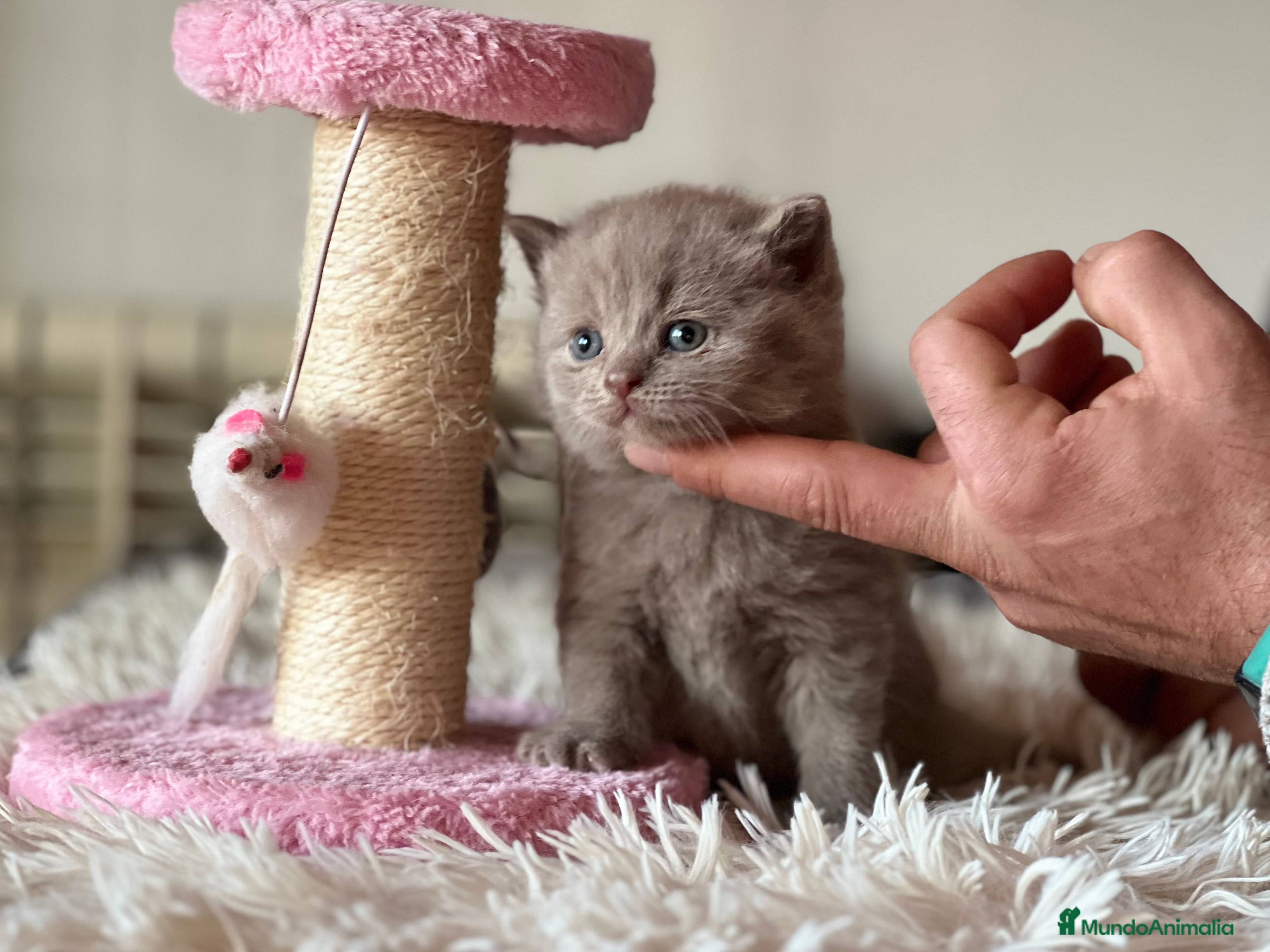 Británico de Pelo Corto gatos BRITISH SHORTHAIR LILAC - Anuncio 1