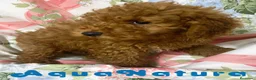 Caniche Mediano perros en venta: Caniche Macho de Camila y Can 7344 en Barcelona - Anuncio 9
