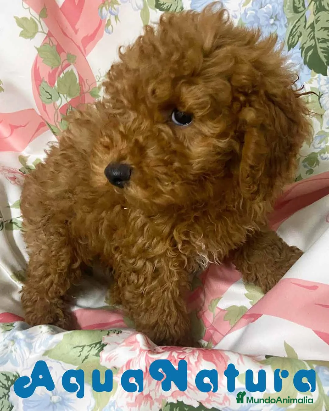 Caniche Mediano perros en venta: Caniche Macho de Camila y Can 7344 en Barcelona - Anuncio 9