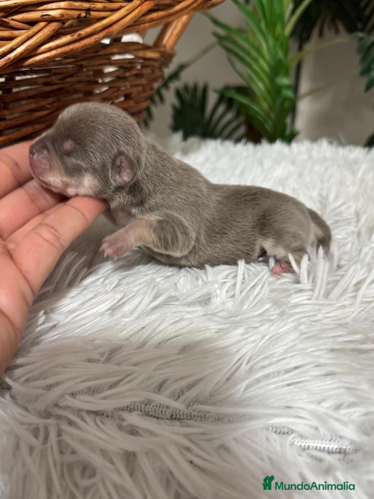 Chihuahua perros CHIHUAHUA HEMBRA  - Anuncio 2