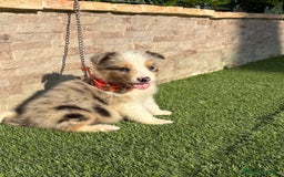Border Collie perros en venta: Disponible cachorro macho Border collie merle - Imagen 1