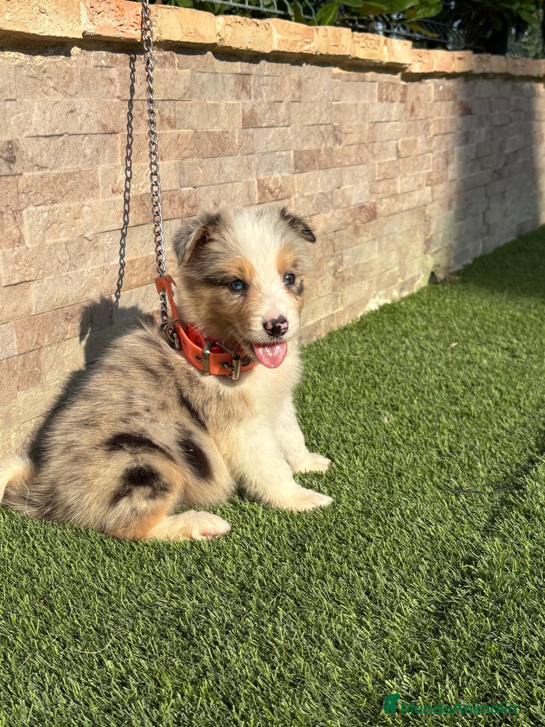 Border Collie perros en venta: Disponible cachorro macho Border collie merle - Imagen 1