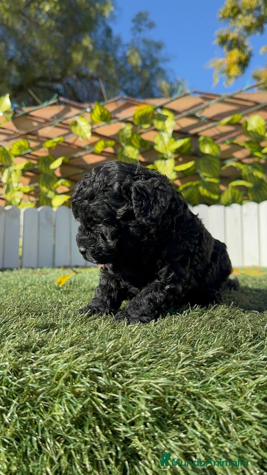 Caniche Toy perros en venta: CANICHE TOY  - Anuncio 15