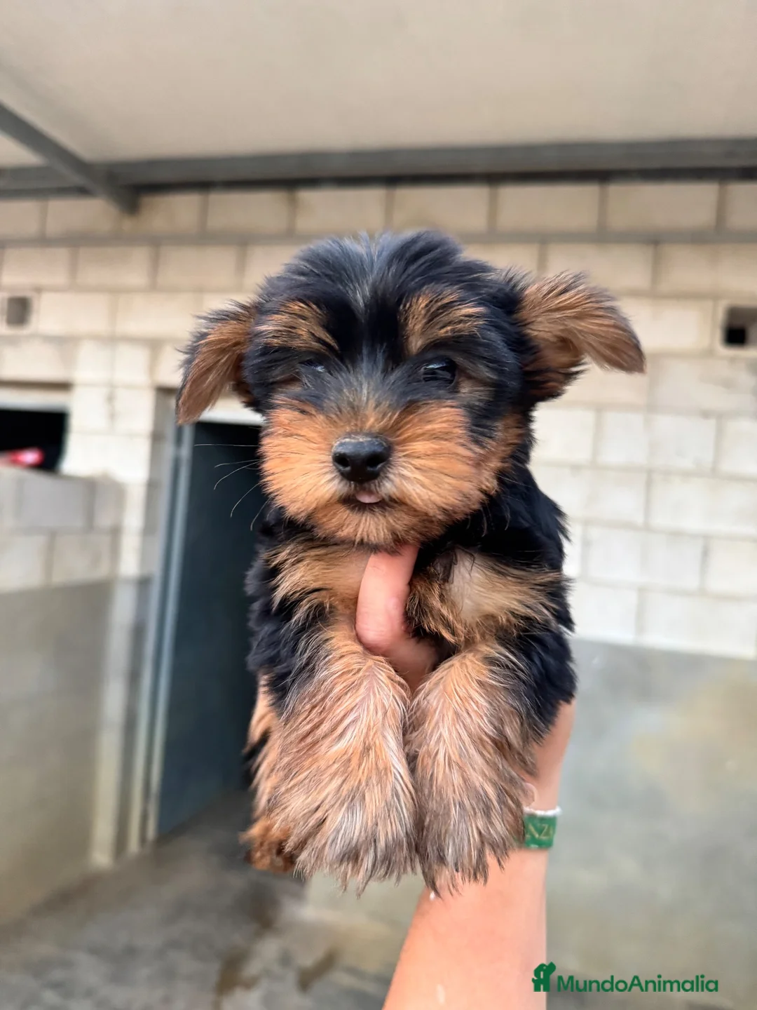 Yorkshire Terrier perros en venta: Cachorros de Yorkshire terrier - Anuncio 6
