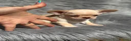Chihuahua perros en venta: Chihuahua línea rusa  - Anuncio 1