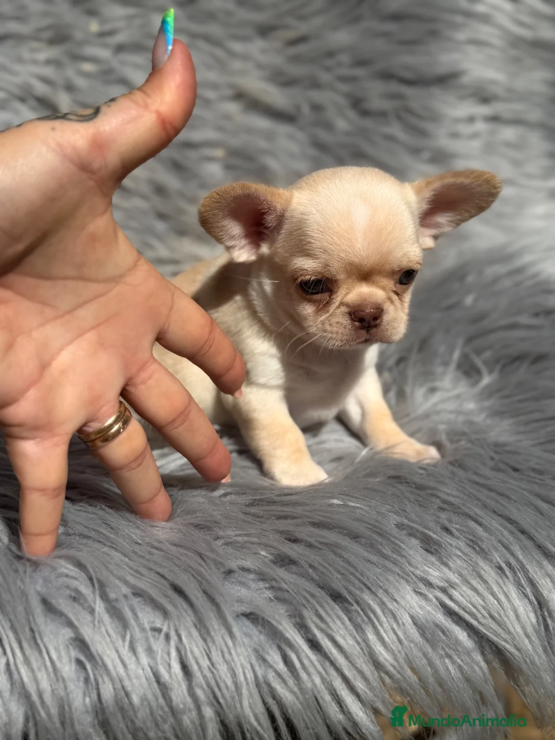 Chihuahua perros en venta: Chihuahua línea rusa  - Anuncio 1