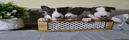 Bull Terrier perros en venta:  Camada se Bull Terrier precioso - Anuncio 5
