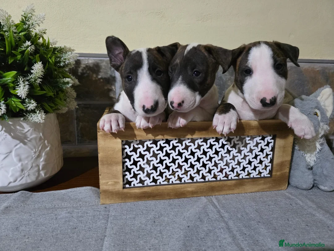 Bull Terrier perros en venta:  Camada se Bull Terrier precioso - Anuncio 5