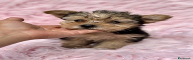 Yorkshire Terrier Cachorro 1