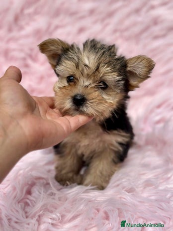 Yorkshire Terrier perros - Anuncio 12