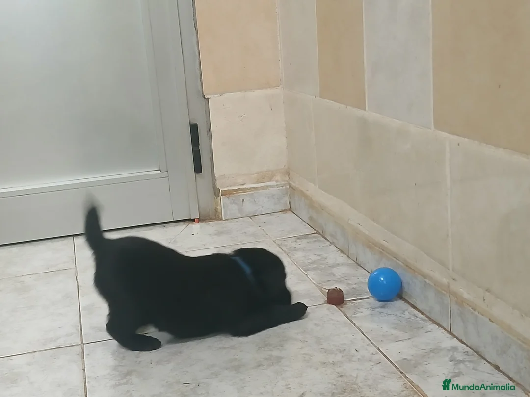 Labrador Retriever perros en venta: Cachorros de Labrador Retriever - Anuncio 2