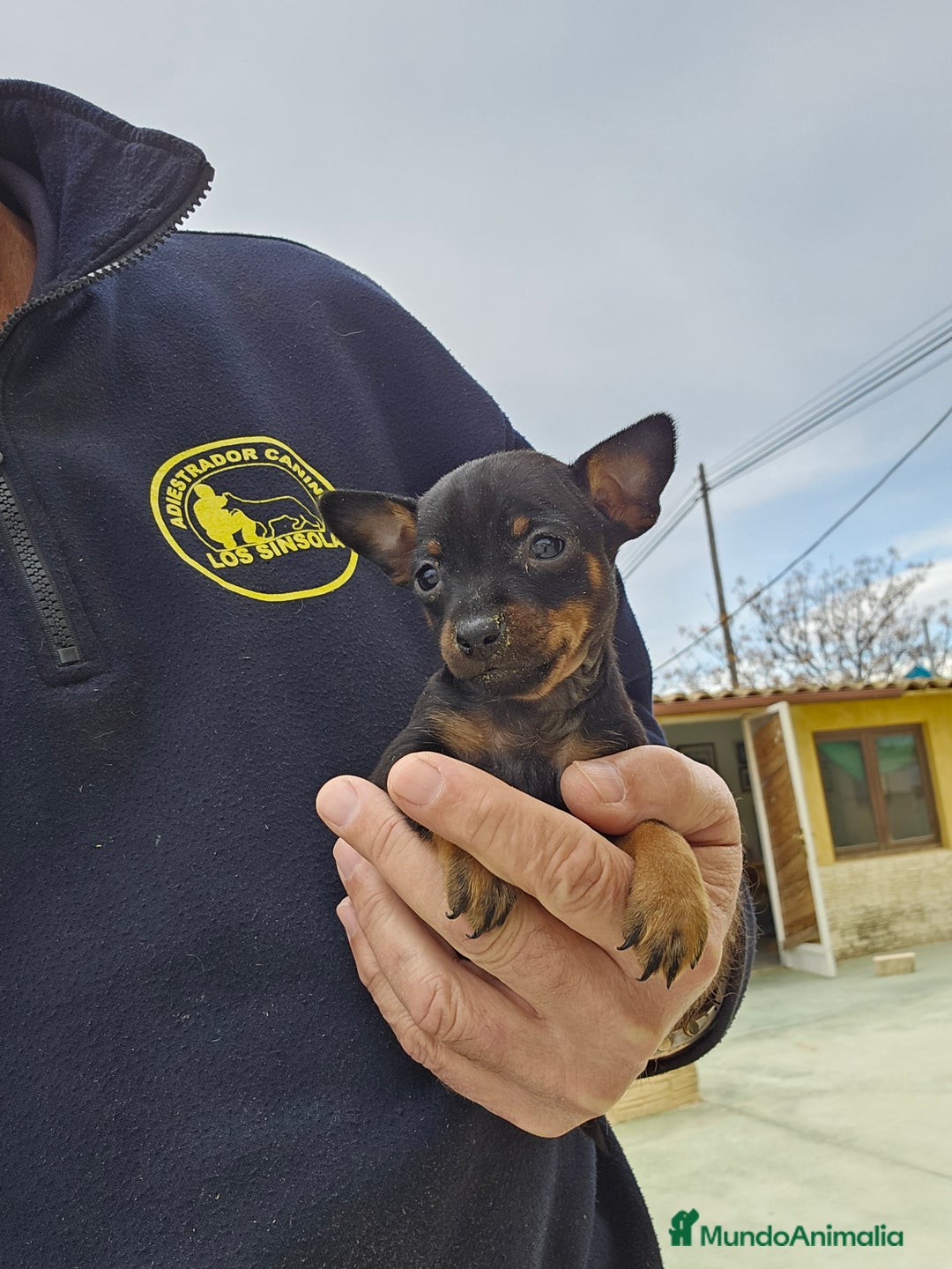 Pinscher Miniatura perros en venta: Espectaculares mini pinscher  - Imagen 3