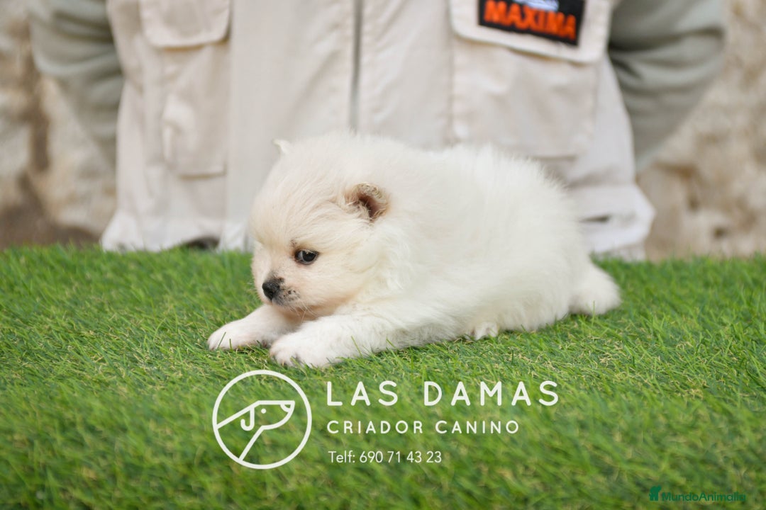 Pomerania perros en venta: Pomeranias disponibles - Imagen 3