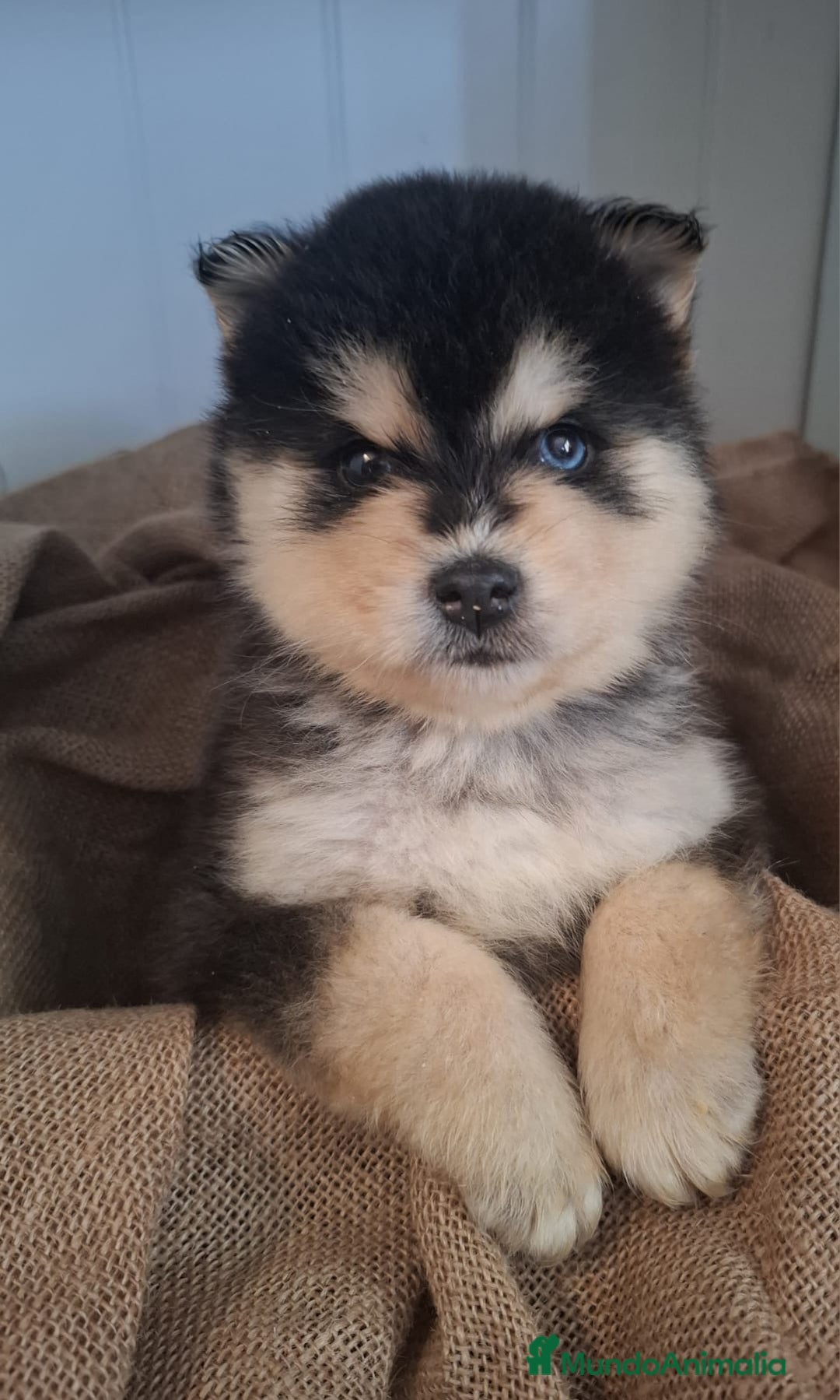 Pomsky perros en venta: POMSKY - Anuncio 1