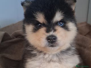 Pomsky perros POMSKY - Anuncio 1