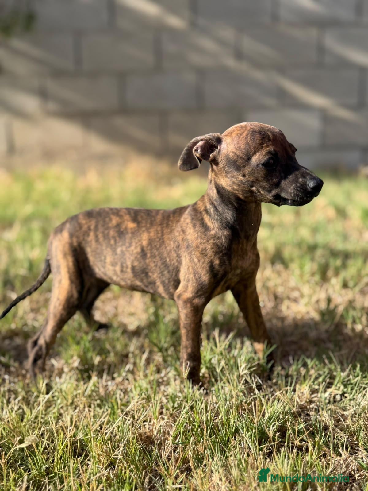 Whippet perros Whippet hembras de calidad  - Anuncio 21