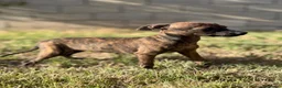 Whippet perros en venta: Whippet hembras de calidad  - Anuncio 4