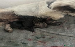 Shih Tzu perros en venta: Nueva camada SHIH TZU - Imagen 5
