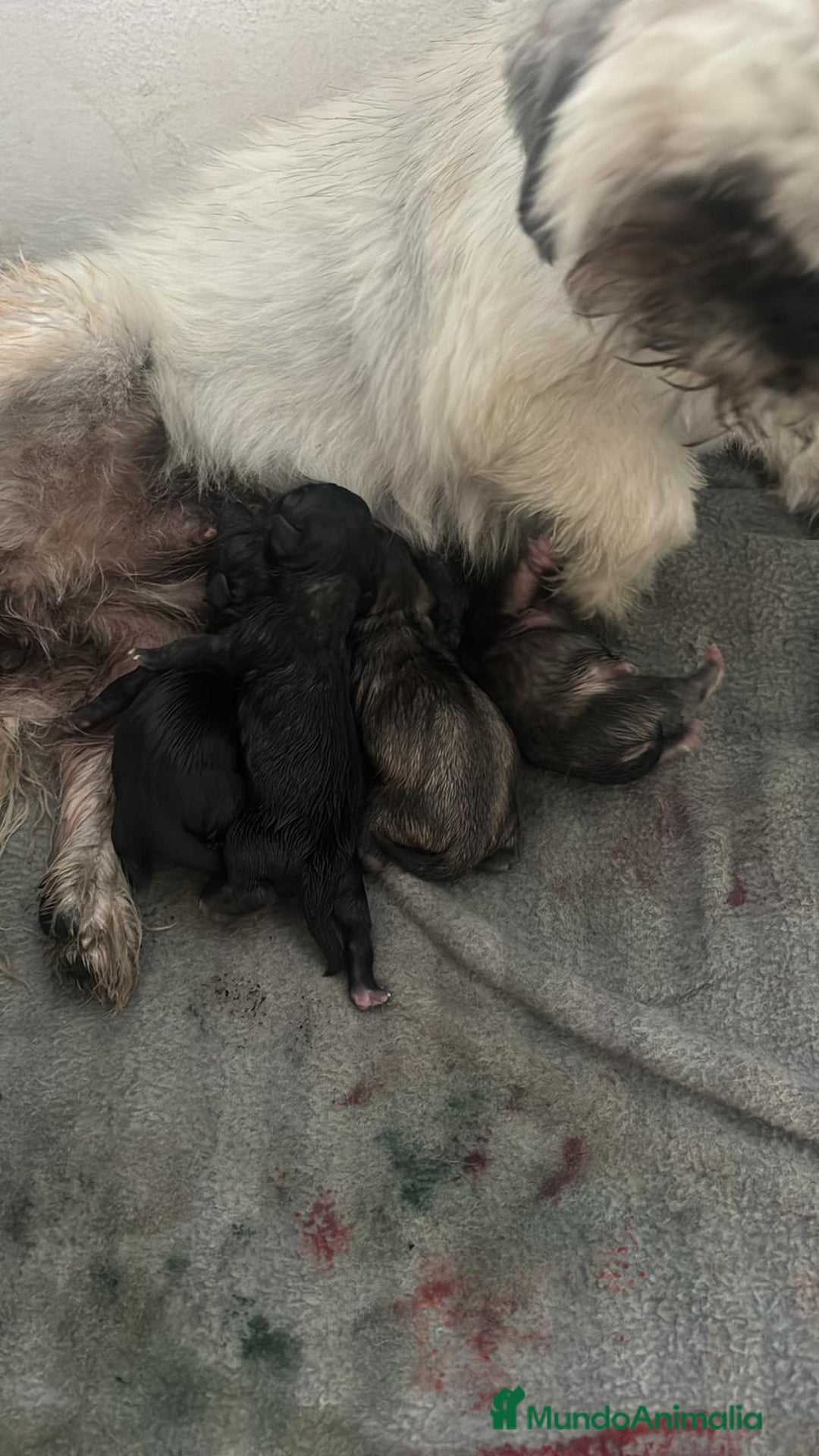 Shih Tzu perros en venta: Nueva camada SHIH TZU - Imagen 5