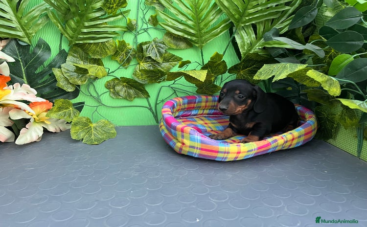 Teckel Miniatura perros - Anuncio 3