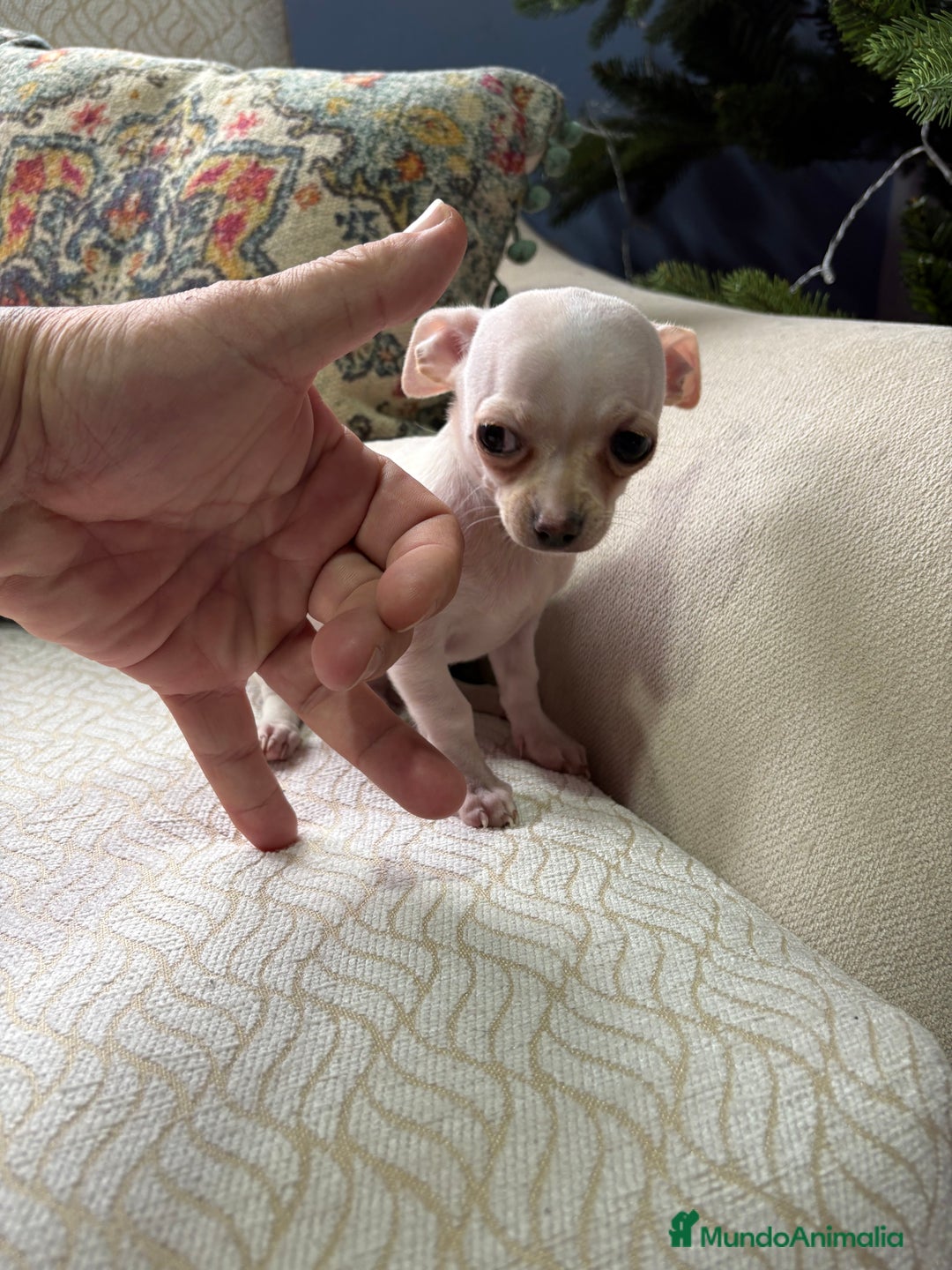 Chihuahua perros en venta: Chihuahua Toy macho blanco  - Anuncio 6