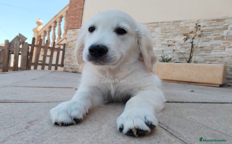 Golden Retriever perros - Propaganda 9