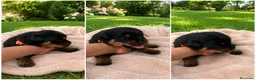 Rottweiler perros en venta: EXCLUSIVA CAMADA EN ESPAÑA - Anuncio 3