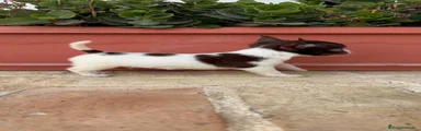 Chihuahua 1
