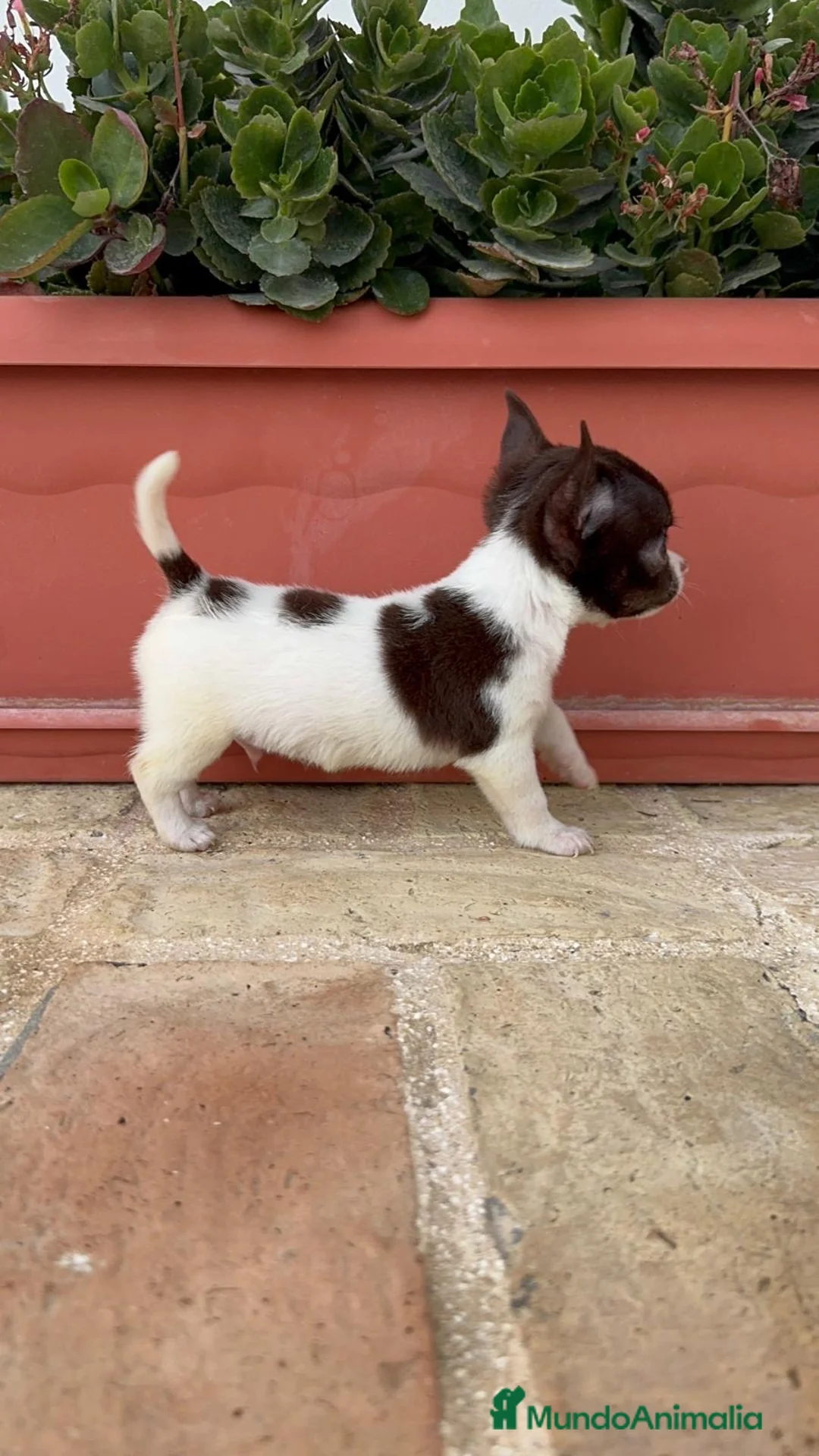 Chihuahua perros en venta: CHIHUAHUA MACHO - Anuncio 2