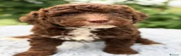 Perro de Agua Español perros en venta: PERRO DE AGUA ESPAÑOL CHOCOLATE - Anuncio 3