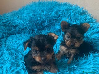 Yorkshire Terrier perros Yorkshire macho y hembra en Barcelona - Anuncio 8