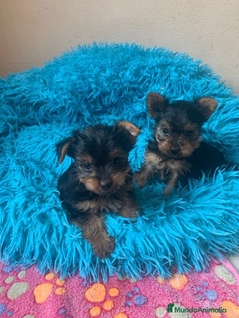 Yorkshire Terrier perros en Barcelona - Anuncio 8